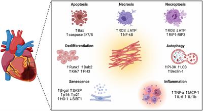 Cardiomyocytes Cellular Phenotypes After Myocardial Infarction